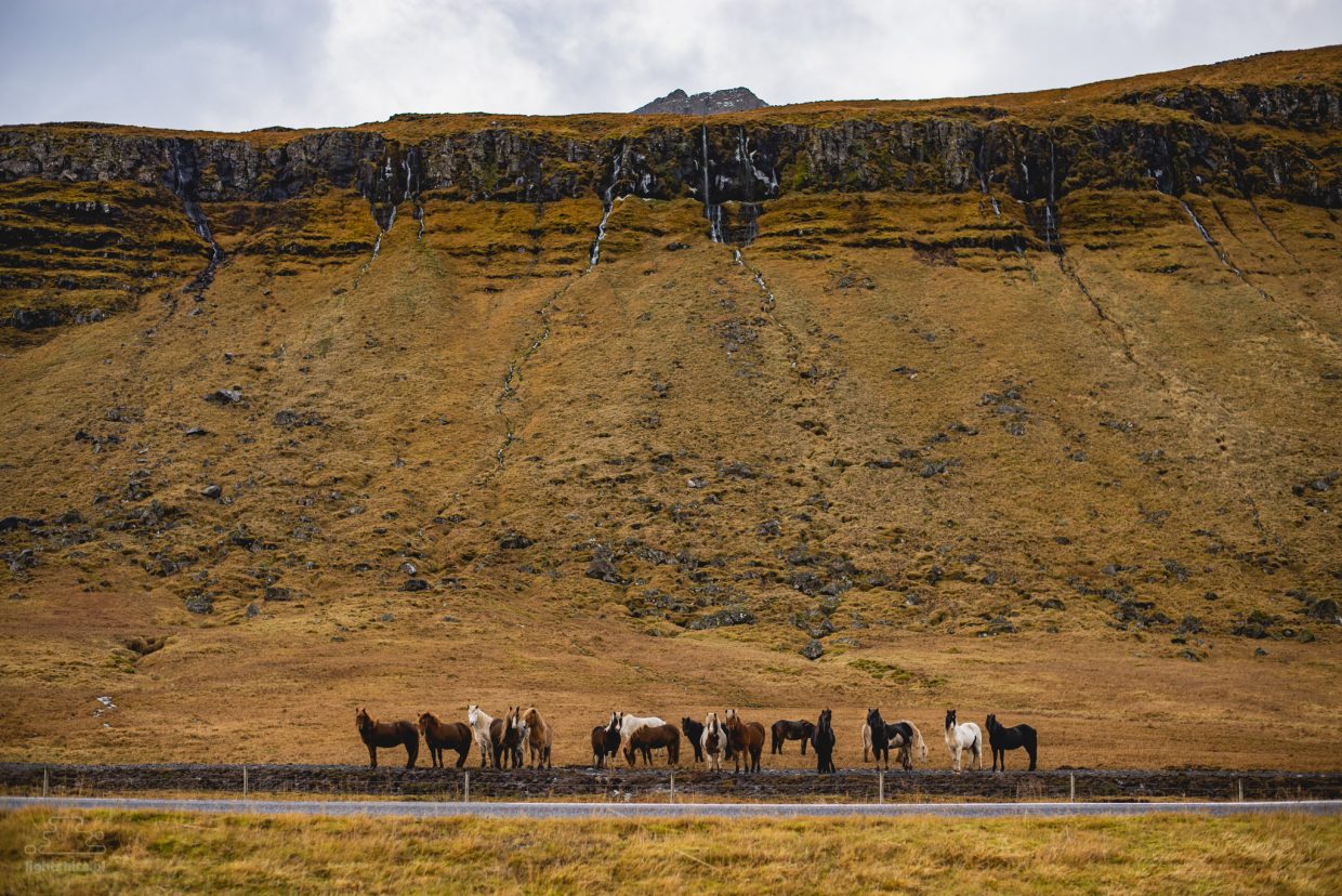 Islandia, podróż, konie